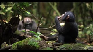 Chimpanzee Movie Trailer