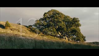 Simon & the Oaks Movie Trailer