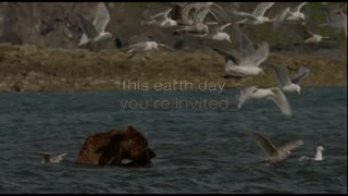 Bears Movie Trailer